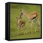 Thompson's Gazelle with Young-Joe McDonald-Framed Stretched Canvas