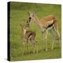 Thompson's Gazelle with Young-Joe McDonald-Stretched Canvas