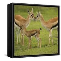 Thompson's Gazelle with Young-Joe McDonald-Framed Stretched Canvas