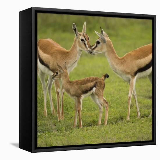 Thompson's Gazelle with Young-Joe McDonald-Framed Stretched Canvas