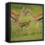 Thompson's Gazelle with Young-Joe McDonald-Framed Stretched Canvas