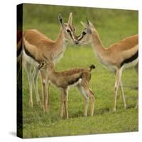 Thompson's Gazelle with Young-Joe McDonald-Stretched Canvas