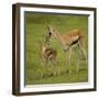 Thompson's Gazelle with Young-Joe McDonald-Framed Photographic Print