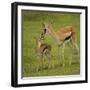 Thompson's Gazelle with Young-Joe McDonald-Framed Photographic Print