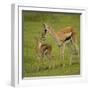 Thompson's Gazelle with Young-Joe McDonald-Framed Photographic Print