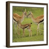 Thompson's Gazelle with Young-Joe McDonald-Framed Photographic Print