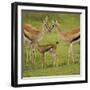 Thompson's Gazelle with Young-Joe McDonald-Framed Photographic Print