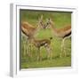 Thompson's Gazelle with Young-Joe McDonald-Framed Photographic Print