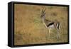 Thompson's Gazelle-Joe McDonald-Framed Stretched Canvas