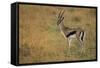 Thompson's Gazelle-Joe McDonald-Framed Stretched Canvas