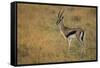 Thompson's Gazelle-Joe McDonald-Framed Stretched Canvas