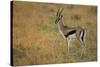 Thompson's Gazelle-Joe McDonald-Stretched Canvas