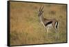 Thompson's Gazelle-Joe McDonald-Framed Stretched Canvas