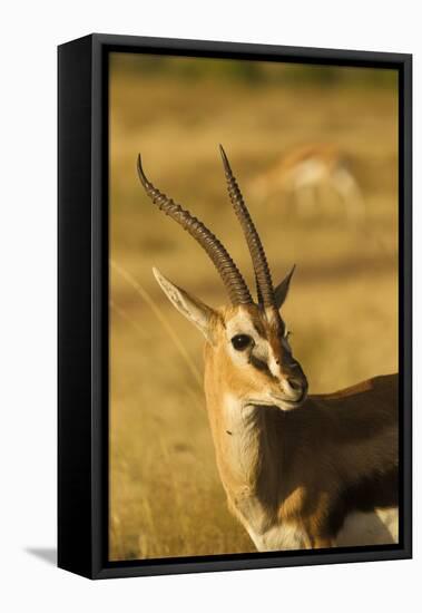 Thompson's Gazelle-Joe McDonald-Framed Stretched Canvas