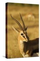 Thompson's Gazelle-Joe McDonald-Stretched Canvas