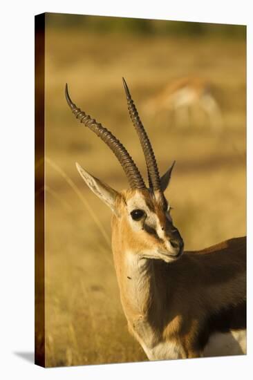 Thompson's Gazelle-Joe McDonald-Stretched Canvas