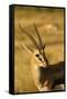 Thompson's Gazelle-Joe McDonald-Framed Stretched Canvas