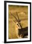 Thompson's Gazelle-Joe McDonald-Framed Premium Photographic Print