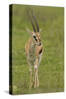 Thompson's Gazelle-Joe McDonald-Stretched Canvas