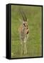 Thompson's Gazelle-Joe McDonald-Framed Stretched Canvas