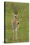 Thompson's Gazelle-Joe McDonald-Stretched Canvas