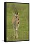 Thompson's Gazelle-Joe McDonald-Framed Stretched Canvas