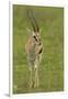 Thompson's Gazelle-Joe McDonald-Framed Premium Photographic Print