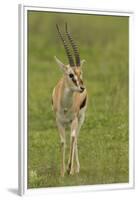 Thompson's Gazelle-Joe McDonald-Framed Premium Photographic Print