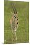 Thompson's Gazelle-Joe McDonald-Mounted Premium Photographic Print
