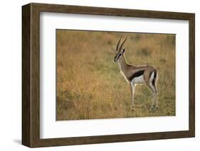 Thompson's Gazelle-Joe McDonald-Framed Photographic Print