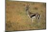 Thompson's Gazelle-Joe McDonald-Mounted Photographic Print