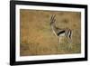 Thompson's Gazelle-Joe McDonald-Framed Photographic Print