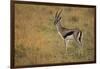 Thompson's Gazelle-Joe McDonald-Framed Photographic Print