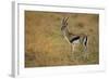 Thompson's Gazelle-Joe McDonald-Framed Photographic Print