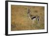 Thompson's Gazelle-Joe McDonald-Framed Photographic Print