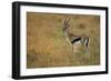 Thompson's Gazelle-Joe McDonald-Framed Photographic Print