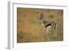 Thompson's Gazelle-Joe McDonald-Framed Photographic Print