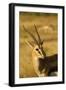 Thompson's Gazelle-Joe McDonald-Framed Photographic Print