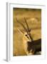 Thompson's Gazelle-Joe McDonald-Framed Photographic Print