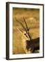 Thompson's Gazelle-Joe McDonald-Framed Photographic Print