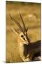 Thompson's Gazelle-Joe McDonald-Mounted Photographic Print