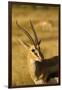 Thompson's Gazelle-Joe McDonald-Framed Photographic Print