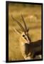 Thompson's Gazelle-Joe McDonald-Framed Photographic Print