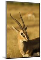 Thompson's Gazelle-Joe McDonald-Mounted Photographic Print