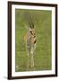 Thompson's Gazelle-Joe McDonald-Framed Photographic Print