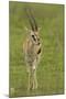 Thompson's Gazelle-Joe McDonald-Mounted Photographic Print