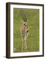 Thompson's Gazelle-Joe McDonald-Framed Photographic Print