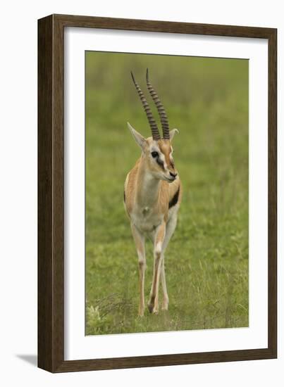 Thompson's Gazelle-Joe McDonald-Framed Photographic Print