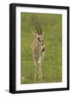 Thompson's Gazelle-Joe McDonald-Framed Photographic Print