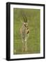 Thompson's Gazelle-Joe McDonald-Framed Photographic Print